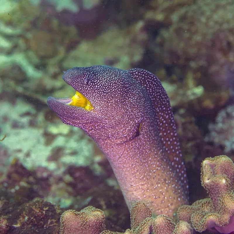 Yellowmouth moray (Gymnothorax nudivomer) in the Red Sea