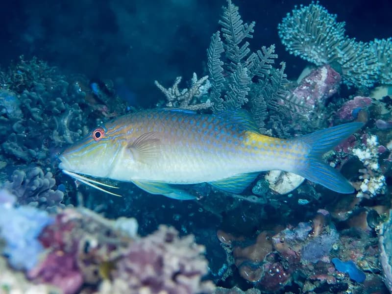 Yellowsaddle goatfish (Parupeneus cyclostomus) in the Red Sea