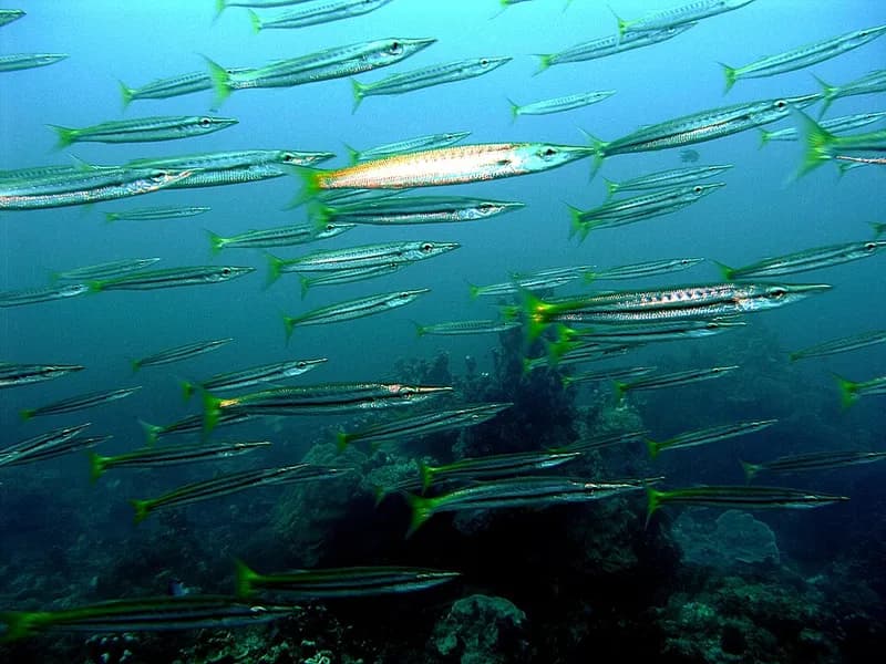 Yellowtail barracuda (Sphyraena flavicauda) in the Red Sea
