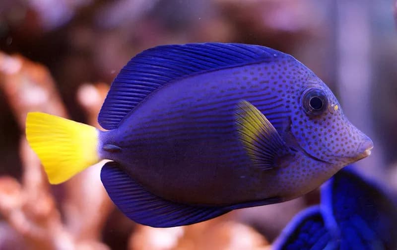 Yellowtail tang (Zebrasoma xanthurum) in the Red Sea