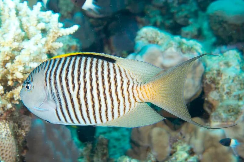 Zebra angelfish (Genicanthus caudovittatus) in the Red Sea