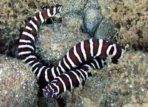 Zebra moray (Gymnomuraena zebra) in the Red Sea
