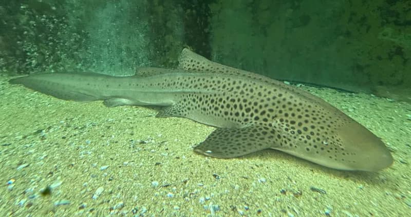 Zebra shark (Stegostoma fasciatum) in the Red Sea