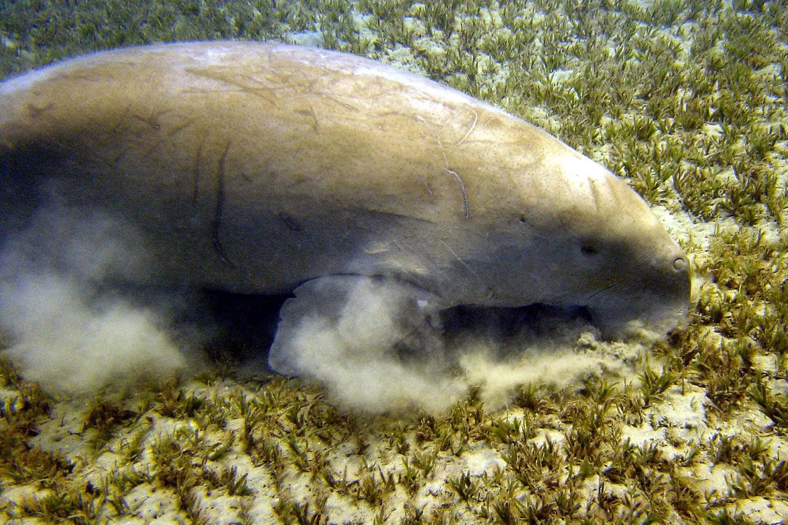 Dugong grazing the seagrass meadow at Abu Dabbab