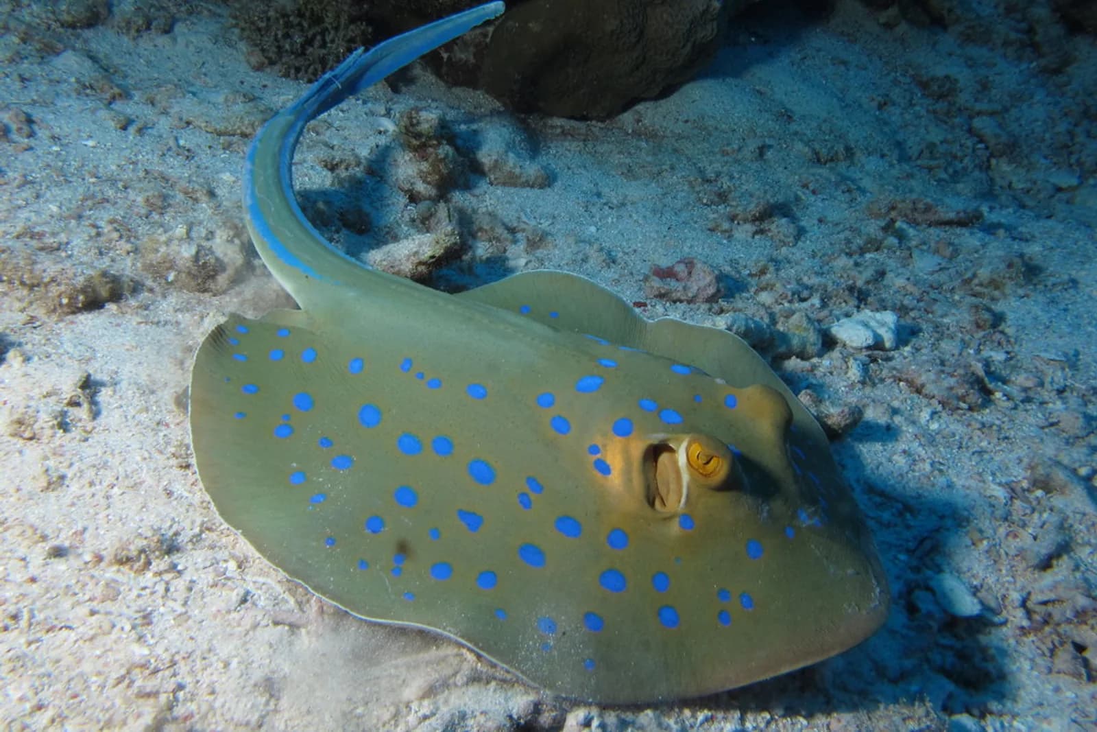 Bluespotted ribbontail ray on the sand at Abu Dabbab near Marsa Alam