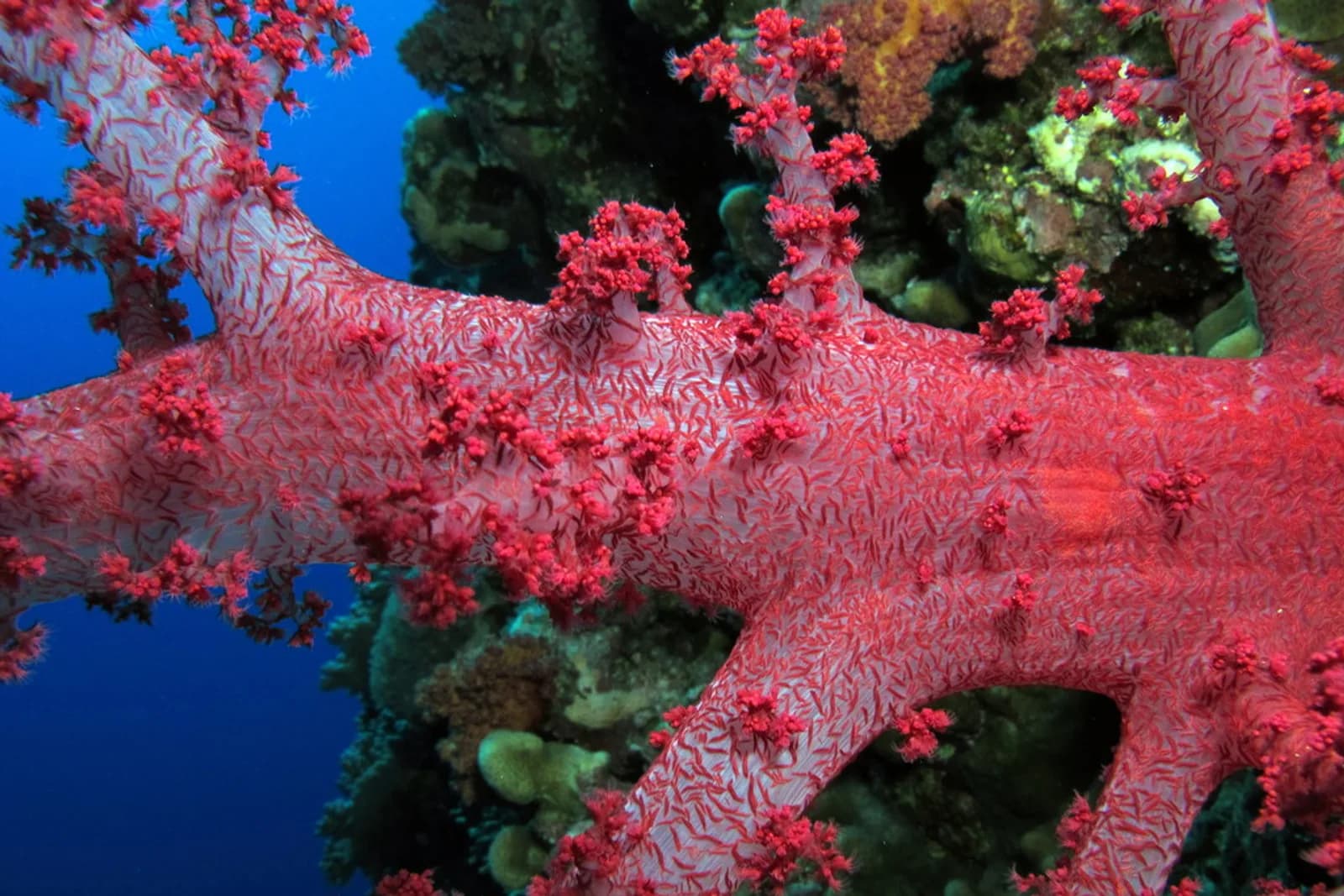 Red soft coral on the wall at Elphinstone Reef