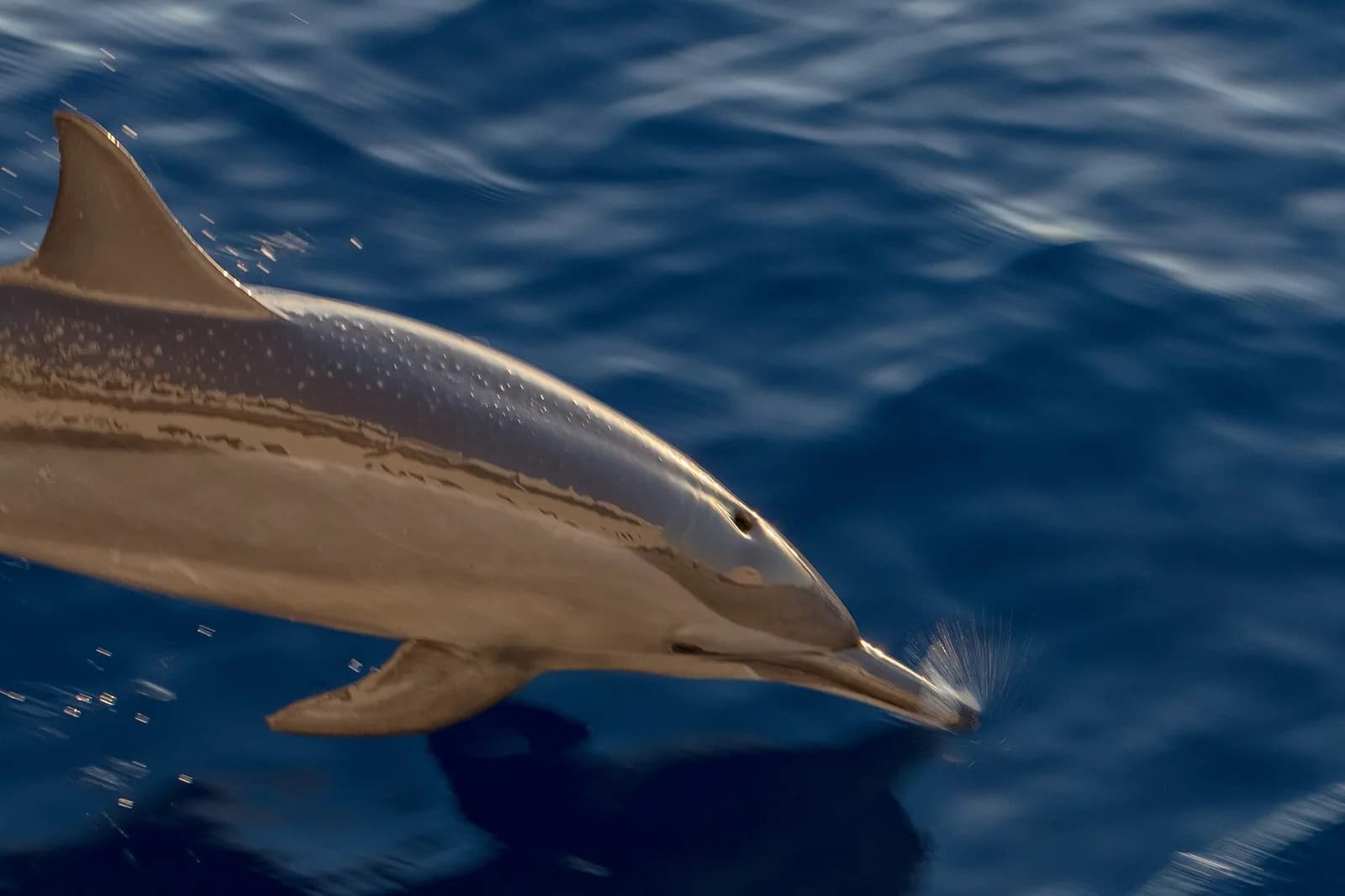 Spinner dolphin at Sataya reef in the Fury Shoals