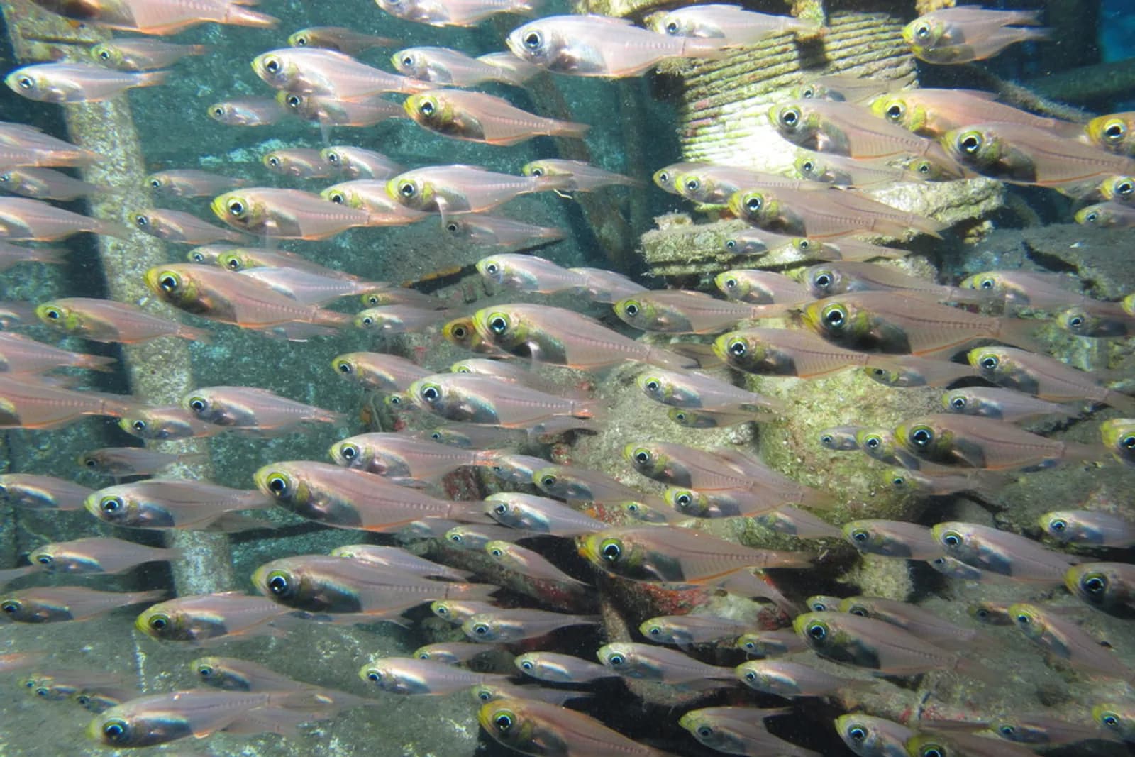 Glassfish over the wreckage of a cargo ship near Marsa Alam